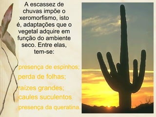 A escassez de
chuvas impõe o
xeromorfismo, isto
é, adaptações que o
vegetal adquire em
função do ambiente
seco. Entre elas,
tem-se:
presença de espinhos;
perda de folhas;
caules suculentos
raízes grandes;
presença da queratina.
 