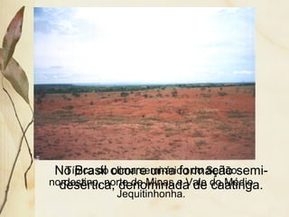 No Brasil ocorre uma formação semi-
desértica, denominada de caatinga.
Típica do clima semi-árido do Sertão
nordestino, norte de Minas e Vale do Médio
Jequitinhonha.
 