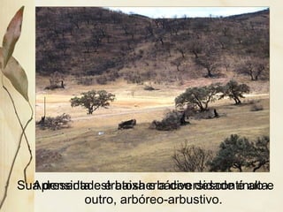 Apresenta estratosherbáceo descontínuo e
outro, arbóreo-arbustivo.
Sua densidade é baixa e a diversidade é alta.
 