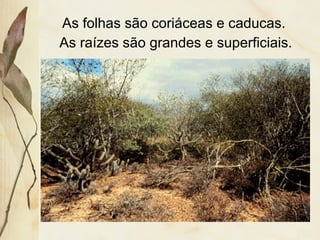 As folhas são coriáceas e caducas.
As raízes são grandes e superficiais.
 