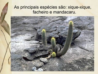 As principais espécies são: xique-xique,
facheiro e mandacaru.
 
