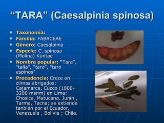 “ TARA” (Caesalpinia spinosa) Taxonomía : Familia :  FABACEAE Género :  Caesalpinia Especie :  C. spinosa (Molina) Kuntae Nombre popular : “ Tara”, “talla”, “taro”, “taro espinos”. Procedencia :  Crece en climas abrigados: Cajamarca, Cuzco (1800-3200 msnm) en Lima: Chosica, Matucana. Junín , Tarma, Tacna; se extiende tanbién por el Ecuador, Venezuela , Bolivia ; Chile. 