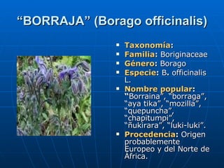 “ BORRAJA” (Borago officinalis) Taxonomía : Familia :  Boriginaceae Género :  Borago Especie :  B .  officinalis L. Nombre popular : “ Borraina”, “borraga”, “aya tika”, “mozilla”, “quepuncha”, “chapitumpi”, “ñukirara”, “luki-luki”. Procedencia :  Origen probablemente Europeo y del Norte de África. 