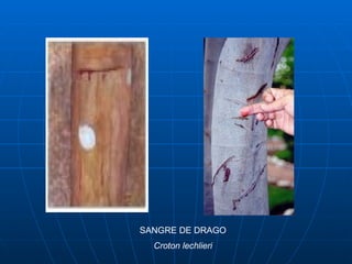 SANGRE DE DRAGO Croton lechlieri 