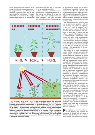 ridad, mostrando que el efecto de la
mutación alteraba específicamente a
la fotopercepción. La obtención de
mutantes afectados sólo en la per-
cepción de luz roja lejana o roja co-
rroboraba la existencia de compo-
nentes específicos de la transmisión
de la señal iniciada por el fitocromo
A o la iniciada por el B.
Otros mutantes mostraban hipo-
sensibilidad o hipersensibilidad a la
luz roja y roja lejana. O lo que era
igual, había otros componentes que
eran comunes a las rutas iniciadas
por ambos fitocromos. Había un grupo
de mutantes en plantas que se desa-
rrollaban en oscuridad como si cre-
ciesen en luz. En éstos, la falta de
la proteína codificada por el gen mu-
tado iniciaba el desarrollo fotomor-
fogénico en ausencia del estímulo lu-
minoso. Se aisló, asimismo, un mutante
hiposensible a luz continua roja, roja
lejana y azul.
De los componentes identificados
por las estrategias genéticas sólo se
han aislado los genes de algunos.
El gen PIF3 cifra la proteína PIF3,
que pertenece a cierta familia de
factores de transcripción. La pro-
teína se aloja en el núcleo de las
células vegetales, donde puede unirse
a consecuencias promotoras con-
cretas del ADN para interaccionar
con los fitocromos A y B activos.
Este mecanismo permitiría estable-
cerse una conexión directa, rápida
y continuada entre la percepción de
la luz por la acción de los fito-
cromos y la regulación de la ex-
presión génica.
La llegada de la señal luminosa al
núcleo celular afecta la expresión de
ciertos genes. En el caso de la de-
setiolación de las plántulas, se activa
un grupo de genes cuya presencia se
requiere en un entorno luminoso, ge-
nes que permanecen silentes en os-
curidad. ¿De que modo los fitocro-
mos regulan y coordinan la acción
génica? La expresión de un gen viene
dictada principalmente por las se-
cuencias de su promotor; a éste se
une la maquinaria responsable de la
transcripción del ADN en ARNm.
Mediante el análisis y comparación
de promotores de varios genes regu-
lados por la luz podemos identificar
elementos de respuesta a la luz. Ta-
les elementos han aparecido también
en otros promotores.
La regulación del desarrollo ve-
getal por la luz implica cambios en
la expresión génica de las células u
órganos fotosensibles. En el caso de
que los órganos de percepción y los
de respuesta no coincidan, se pre-
cisa la comunicación entre las dife-
rentes partes de la planta. En la tu-
berización de la patata y en la
floración del tabaco y Arabidopsis,
la percepción del fotoperíodo ocu-
rre en las hojas, mientras que la res-
puesta tiene lugar en los estolones
(tuberización) o en los meristemos
apicales (floración).
Para explicar la comunicación en-
tre las hojas y los órganos de
respuesta al fotoperíodo se apela a
determinados factores que se trans-
miten desde los órganos de percep-
R:RL R:RL R:RL> >
:R
:RL
NUDO
ENTRENUDO
7. LA LONGITUD DE LOS ENTRENUDOS en plantas adultas está modulada
por la acción de los fitocromos. En condiciones de laboratorio (arriba), los en-
trenudos son más largos cuanto menor es la razón entre luz roja (R) y luz roja
lejana (RL) en que crecen. Esta respuesta forma parte del “síndrome de huida
de la sombra”, un mecanismo desarrollado por algunas plantas para competir
por la luz. En condiciones naturales (abajo), el síndrome se manifiesta en la lon-
gitud del tallo de las margaritas que crecen en la cercanía o entre las plantas
de un cultivo de gramíneas, en respuesta al enriquecimiento en luz roja lejana
que reduce la relación R:RL. Por el contrario, las margaritas que crecen en un
espacio abierto, donde es mayor la relación R:RL, no desarrollan este síndrome
y presentan entrenudos cortos.
 