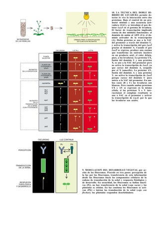 PrPr
PERCEPCION
OSCURIDAD LUZ CONTINUA
TRANSDUCCION
DE LA SEÑAL
RESPUESTA
FISIOLOGICA
Y DESARROLLO
Pfr
9. MODULACION DEL DESARROLLO VEGETAL por ac-
ción de los fitocromos. Procede en tres pasos: percepción de
la luz por los fitocromos, transferencia de esta información
desde los fitocromos hacia los componentes celulares de la
cadena de transducción de la señal y respuesta fisiológica y
de desarrollo. En oscuridad, los fitocromos se hallan inacti-
vos (Pr), no hay transferencia de la señal (caja vacía) y las
plántulas se etiolan. En luz continua los fitocromos se acti-
van (Pfr) e inician las transducción de la señal (caja con
flechas); las plántulas responden desetiolándose.
*
*
**
*
*
**
*
*
MUTAGENESIS
DE LAS SEMILLAS
MUTANTES
EN LA PERCEPCION
PLANTA SIN
FITOCROMO A
(phyA)
PLANTA SIN
FITOCROMO B
(phyB)
cop/det/fus
fhy1
fhy3
fhy1
spa1
red1
pef2
pef3
pef1
psi2
PLANTA
SILVESTRE
MUTANTES
EN LA
TRANSDUCCION
DE LA SEÑAL
(CON FITOCROMOS)
OSCURIDAD LUZ RLc LUZ Rc
CRIBADO PARA LA IDENTIFICACION
DE PLANTULAS MUTANTES
10. LA TECNICA DEL DOBLE HI-
BRIDO DE LEVADURA permite de-
tectar in vivo la interacción entre dos
proteínas. Bajo el control de un pro-
motor mínimo y una secuencia acti-
vadora (SAC), se introdujo el gen de-
lator LacZ en el genoma de levadura.
El factor de transcripción implicado
consta de dos módulos funcionales: el
dominio de unión al ADN (U)y el do-
minio activador de la transcripción
(A). Dicha proteína se une a la SAC
del promotor a través del dominio U,
y activa la transcripción del gen LacZ
gracias al dominio A. Cuando el gen
LacZ se expresa, produce una enzima
que transforma un sustrato incoloro
en un producto azul; el color delata,
pues, a las levaduras. La proteína UX,
fusión del dominio U y una proteína
X, se une a la SAC del promotor pero
no activa la transcripción de LacZ, ya
que carece del dominio A, ocupado
por el X (amarillo). La proteína AY,
fusión del dominio A y una proteína
Y, no activa la transcripción de LacZ
porque carece del dominio U para
unirse a la SAC del promotor. En am-
bos casos (B y C) las levaduras son
blancas. Pero cuando ambas proteínas
UX y AY se expresan en la misma
célula, si las proteínas X e Y inte-
raccionan el complejo resultante se
une a SAC en el promotor y activar
la transcripción de LacZ, por lo que
las levaduras son azules.
 