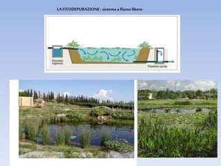 LA FITODEPURAZIONE: sistema aflusso libero
 
