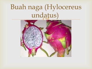 
Buah naga (Hylocereus
undatus)
 