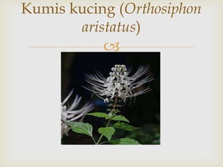 
Kumis kucing (Orthosiphon
aristatus)
 