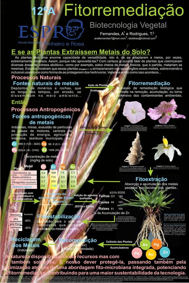Fitorremediação