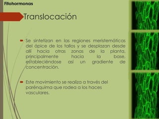 Translocación
 Se sintetizan en las regiones meristemáticas
del ápice de los tallos y se desplazan desde
allí hacia otras zonas de la planta,
principalmente hacia la base,
estableciéndose así un gradiente de
concentración.
 Este movimiento se realiza a través del
parénquima que rodea a los haces
vasculares.
 