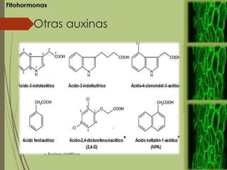 Otras auxinas
 