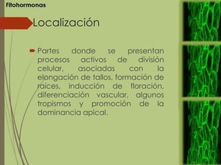 Localización
 Partes donde se presentan
procesos activos de división
celular, asociadas con la
elongación de tallos, formación de
raíces, inducción de floración,
diferenciación vascular, algunos
tropismos y promoción de la
dominancia apical.
 