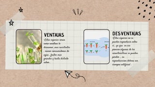 VENTAJAS
-Estas especies seran
como nosotros lo
deseamos ,mas resistentes
, menos consumidoras de
agua , frutos mas
grandes y hasta distinto
sabor .
DESVENTAJAS
-Estas especies no se
pueden reproducir entre
si , ya que en ese
proceso algunas de las
caracteristicas se pueden
perder , su
reproducccion debera ser
siempre artificial .
 