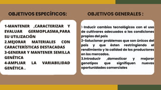 1-Inducir cambios tecnológicos con el uso
de cultivares adecuados a las condiciones
propias del país
2-Solucionar problemas que son únicos del
pais y que ésten restringiendo el
rendimiento y la calidad de los productores
en los mercados.
3.Introducir ,domesticar y mejorar
genotipos que signifiquen nuevas
oportunidades comerciales
1-MANTENER ,CARACTERIZAR Y
EVALUAR GERMOPLASMA,PARA
SU UTILIZACIÓN
2.MEJORAR MATERIALES CON
CARACTERÍSTICAS DESTACADAS
3-GENERAR Y MANTENER SEMILLA
GENÉTICA
4-AMPLIAR LA VARIABILIDAD
GENÉTICA .
OBJETIVOS GENERALES :
OBJETIVOS ESPECÍFICOS:
 