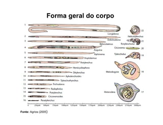 Forma geral do corpo
Fonte: Agrios (2005)
 