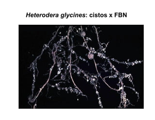 Heterodera glycines: cistos x FBN
 