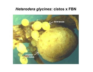 Heterodera glycines: cistos x FBN
 