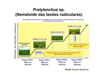 Pratylenchus sp.
(Nematoide das lesões radiculares)
Fonte: Geneze Sementes
 