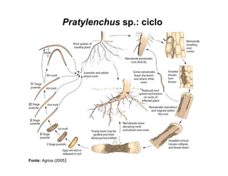 Pratylenchus sp.: ciclo
Fonte: Agrios (2005)
 