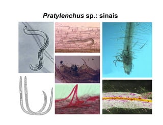 Pratylenchus sp.: sinais
 