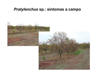 Pratylenchus sp.: sintomas a campo
 