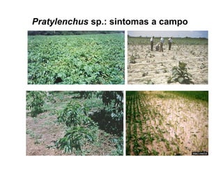 Pratylenchus sp.: sintomas a campo
 
