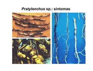 Pratylenchus sp.: sintomas
 