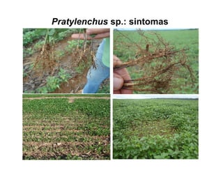 Pratylenchus sp.: sintomas
 