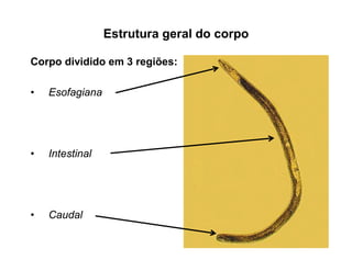 Estrutura geral do corpo
Corpo dividido em 3 regiões:
• Esofagiana
• Intestinal
• Caudal
 