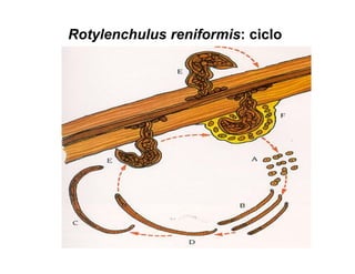 Rotylenchulus reniformis: ciclo
 