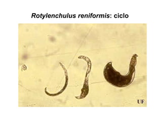 Rotylenchulus reniformis: ciclo
 