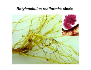 Rotylenchulus reniformis: sinais
 