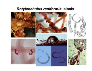 Rotylenchulus reniformis: sinais
 