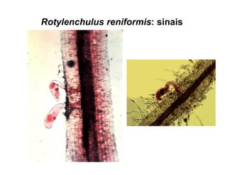 Rotylenchulus reniformis: sinais
 