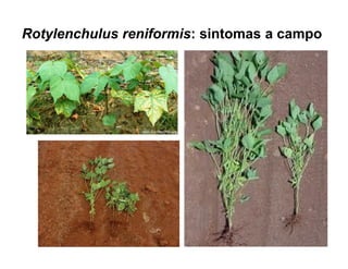 Rotylenchulus reniformis: sintomas a campo
 