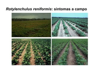 Rotylenchulus reniformis: sintomas a campo
 