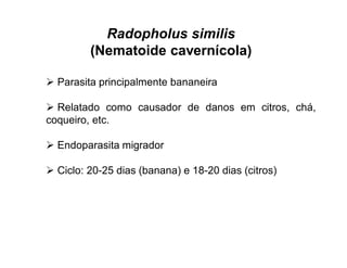Radopholus similis
(Nematoide cavernícola)
 Parasita principalmente bananeira
 Relatado como causador de danos em citros, chá,
coqueiro, etc.
 Endoparasita migrador
 Ciclo: 20-25 dias (banana) e 18-20 dias (citros)
 