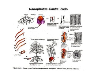 Radopholus similis: ciclo
 