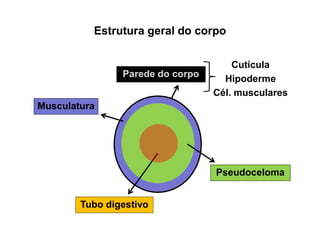 Estrutura geral do corpo
Musculatura
Pseudoceloma
Parede do corpo
Tubo digestivo
Cutícula
Hipoderme
Cél. musculares
 