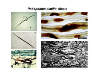 Radopholus similis: sinais
 