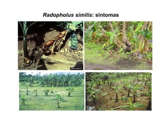 Radopholus similis: sintomas
 