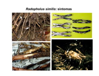 Radopholus similis: sintomas
 