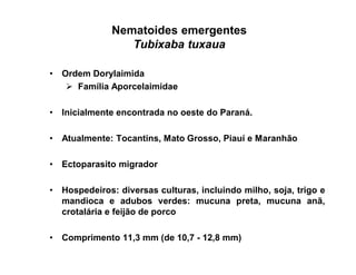 Nematoides emergentes
Tubixaba tuxaua
• Ordem Dorylaimida
 Família Aporcelaimidae
• Inicialmente encontrada no oeste do Paraná.
• Atualmente: Tocantins, Mato Grosso, Piauí e Maranhão
• Ectoparasito migrador
• Hospedeiros: diversas culturas, incluindo milho, soja, trigo e
mandioca e adubos verdes: mucuna preta, mucuna anã,
crotalária e feijão de porco
• Comprimento 11,3 mm (de 10,7 - 12,8 mm)
 