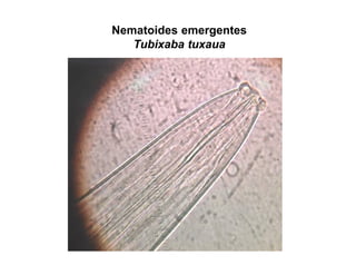 Nematoides emergentes
Tubixaba tuxaua
 