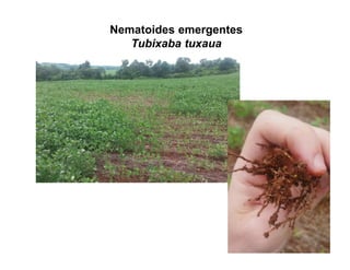 Nematoides emergentes
Tubixaba tuxaua
 