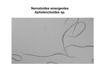 Nematoides emergentes
Aphelenchoides sp.
 
