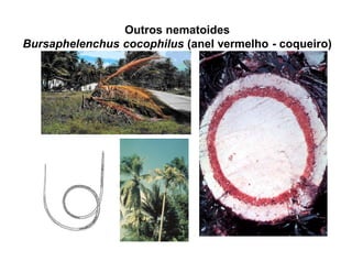 Outros nematoides
Bursaphelenchus cocophilus (anel vermelho - coqueiro)
 