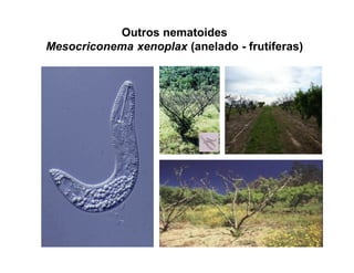 Outros nematoides
Mesocriconema xenoplax (anelado - frutíferas)
 