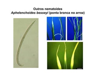 Outros nematoides
Aphelenchoides besseyi (ponta branca no arroz)
 
